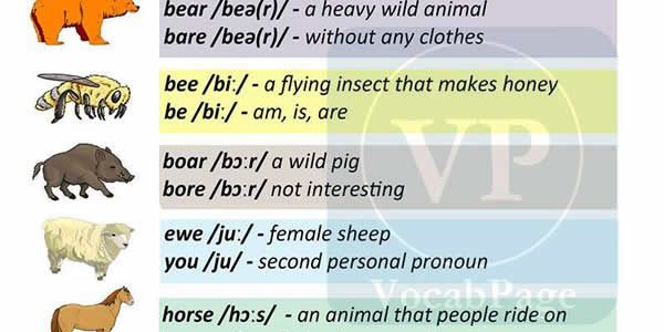 animal-names-vocabulary-home