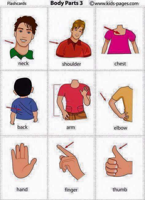 Detailed Body Parts in English | Vocabulary Home