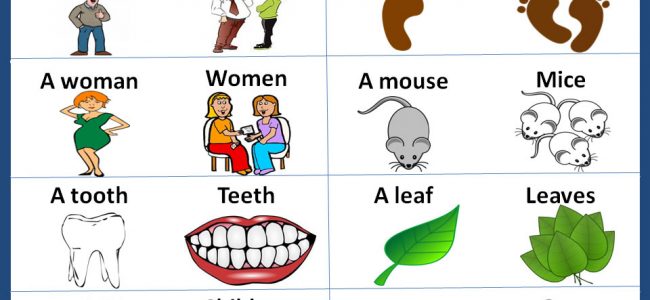 singular-and-plural-nouns-irregular