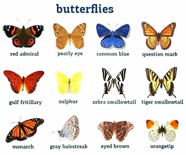 butterflies-vocabulary