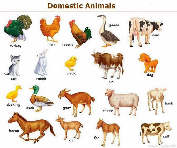 Domestic Animals – Vocabulary – Vocabulary Home