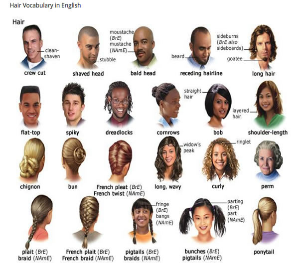 hair vocabulary Archives - Vocabulary Home