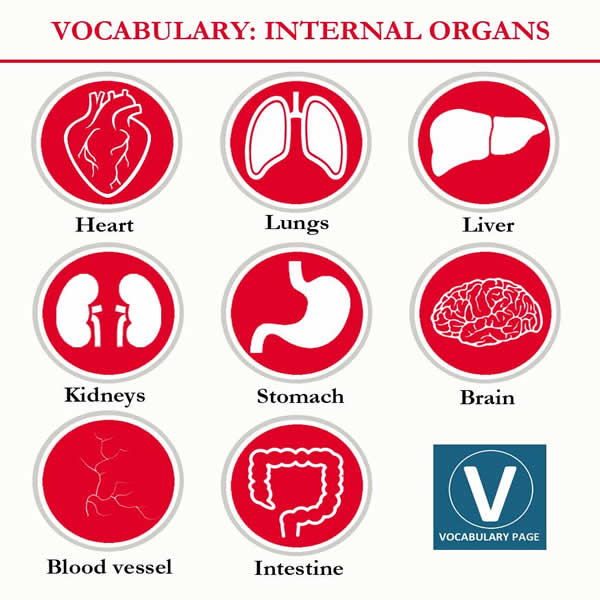 vocabulary-internal-organs