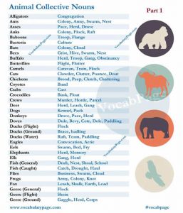 nouns vocabularyhome