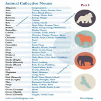 Animal Collective Nouns - Vocabulary Home