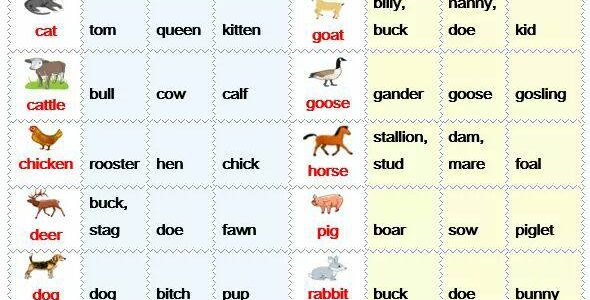 animals-vocabulary-home
