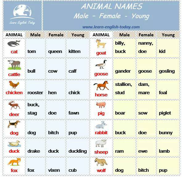 Animal Names in English – Male, Female, Young – Vocabulary Home